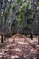 Rubber tree plantation Ban Me Thout