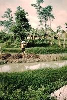 Vietnamese farmer works rice paddy Tan Heip
